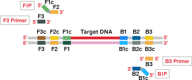 LAMP（Loop-Mediated Isothermal Amplification）