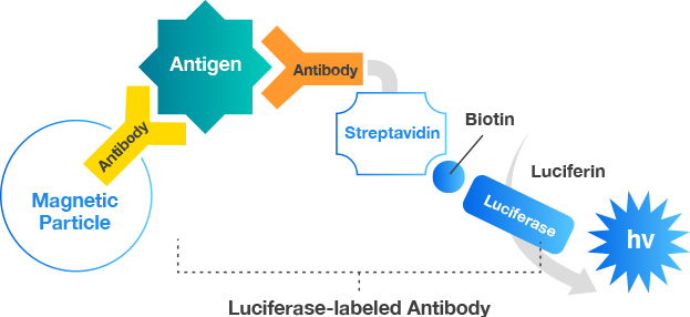 BLEIA（Bioluminescent Enzyme Immunoassay）