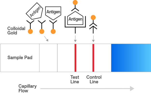 Immunochromatography